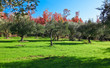 Photo: olive tree olive tree