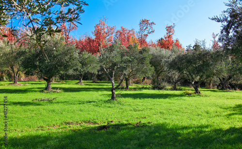 Photo: olive tree olive tree