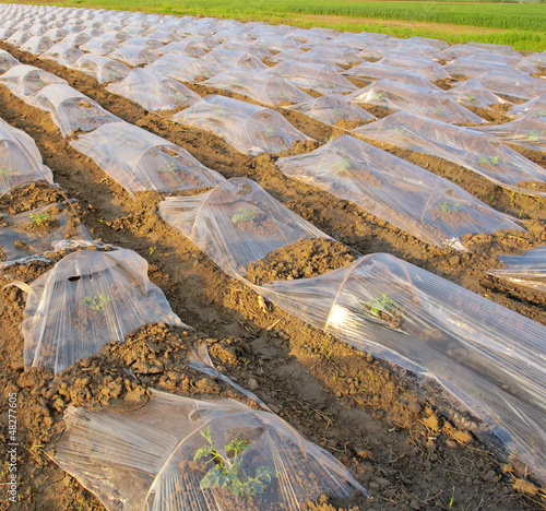 Photo: young watermelon field young watermelon field