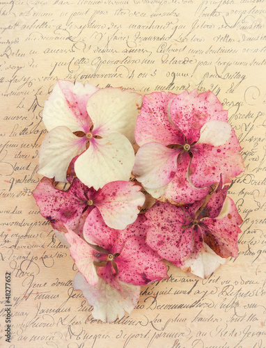 Photo: Hydrangea flower petals Hydrangea flower petals