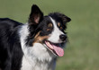 Cute border collie in Summer