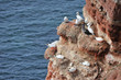 Helgoland Bastölpel an roten Klippen