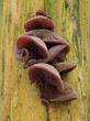 Judasohren,  Auricula auricula-judae