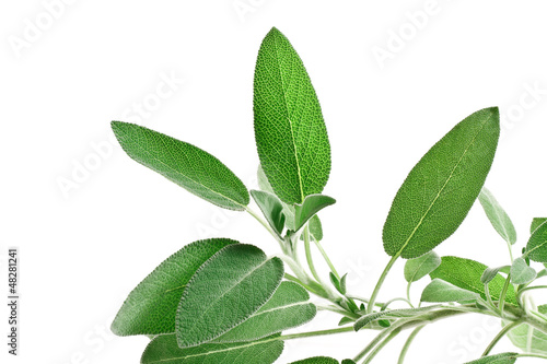 Photo: sage - salvia sage - salvia