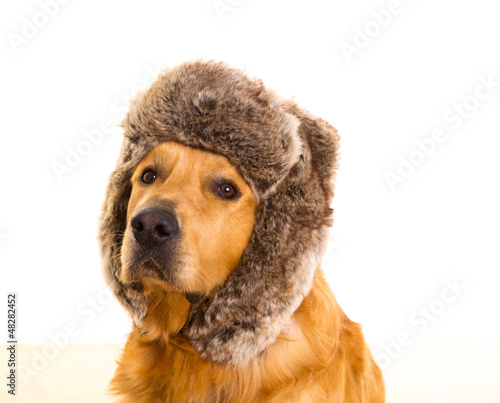 Photo: Goden retriever dog with funny winter fur cap Goden retriever dog with funny winter fur cap