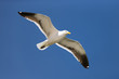 Seagull in flight
