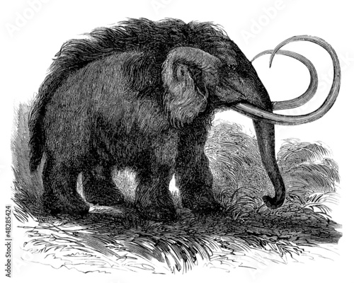Illustration: Prehistory - Woolly Mammoth Prehistory - Woolly Mammoth