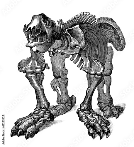 Illustration: Prehistory/Paleontology - Skeleton : Megatherium Prehistory/Paleontology - Skeleton : Megatherium