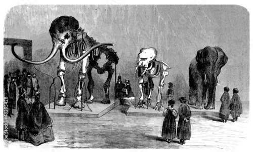 Illustration: Prehistory/Paleontology : Museum (19th century) Prehistory/Paleontology : Museum (19th century)