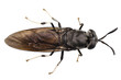 black soldier fly species Hermetia illucens