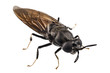 black soldier fly species Hermetia illucens