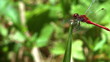 Video: dragonfly on a pond dragonfly on a pond