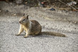 Photo: Eichhörnchen Eichhörnchen