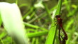 Video: dragonfly on a pond dragonfly on a pond