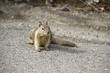 Photo: Eichhörnchen Eichhörnchen