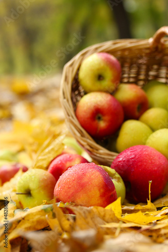 Photo: basket of fresh ripe apples in garden on autumn leaves basket of fresh ripe apples in garden on autumn leaves