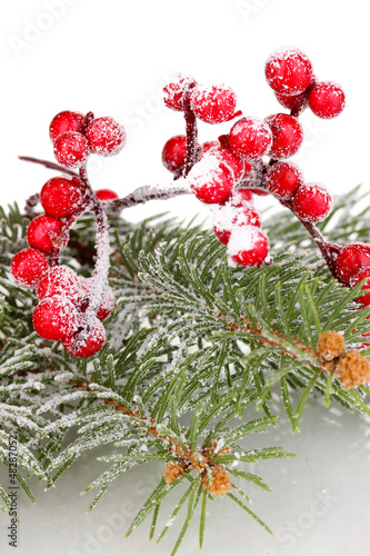 Photo: Rowan berries with spruce covered with snow isolated on white Rowan berries with spruce covered with snow isolated on white