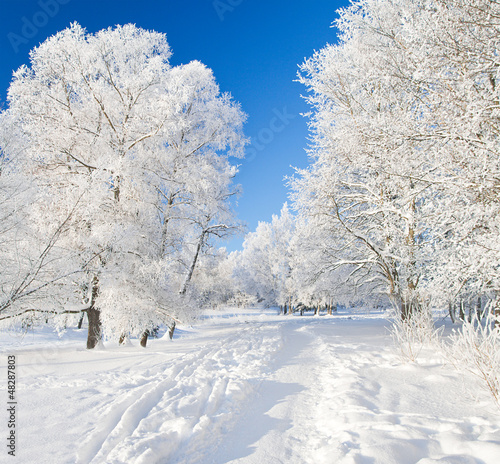 Photo: Winter park in snow Winter park in snow