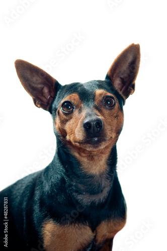 Photo: Pinscher dog portrait Pinscher dog portrait