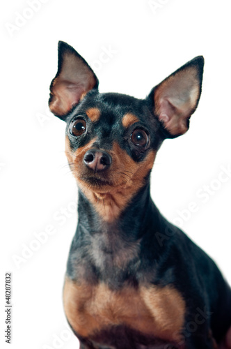 Photo: Mini Pinscher dog Mini Pinscher dog
