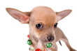 portrait chihuahua puppy on white background