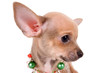 portrait chihuahua puppy on white background
