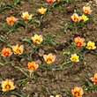 Flowerbed with tulips