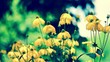 Rudbeckias black eyed susan flowers in garden
