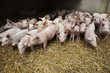 Piglets