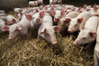 Piglets