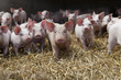 piglets