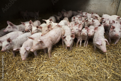 Photo: Piglets Piglets