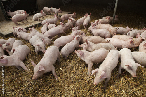 Photo: piglets piglets