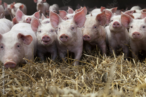 Photo: Piglets Piglets