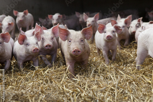 Photo: piglets piglets