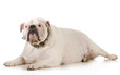 bulldog
