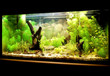 Natural aquqrium representing tropical biotop
