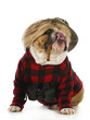 hunting dog