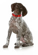 Photo: german short haired pointer puppy german short haired pointer puppy
