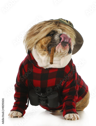 Photo: hunting dog hunting dog