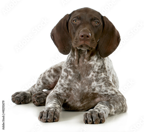 Photo: german short haired pointer puppy german short haired pointer puppy