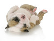 newborn puppy
