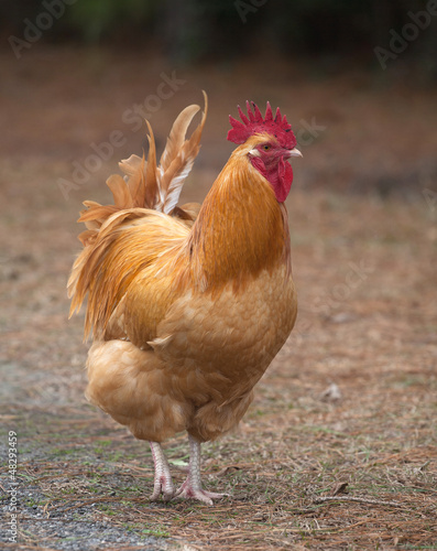 Photo: Rooster portrait Rooster portrait