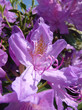 Tibouchina Urvilleana Flowers