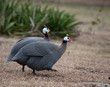 Photo: Running pair Running pair