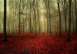 Autumnal foggy forest