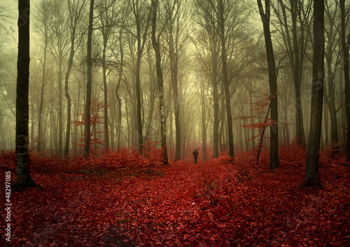 Photo: Autumnal foggy forest Autumnal foggy forest