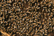 Photo: bees in the hive bees in the hive