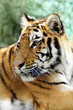 Foto: Bengal tiger Bengal tiger