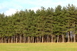 Forêt de sapins